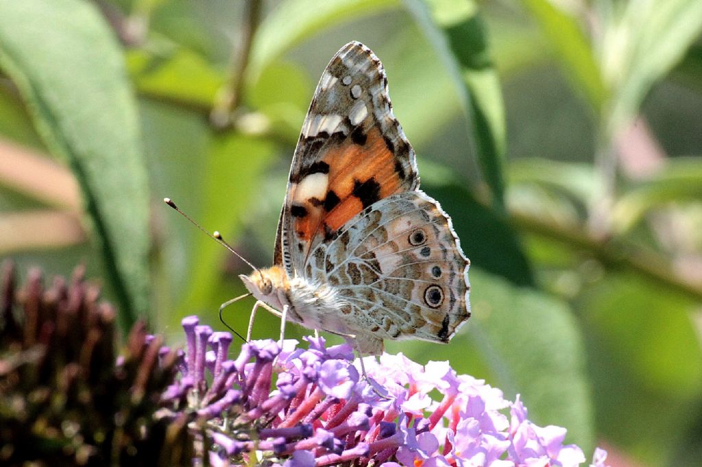 Vanessa cardui?